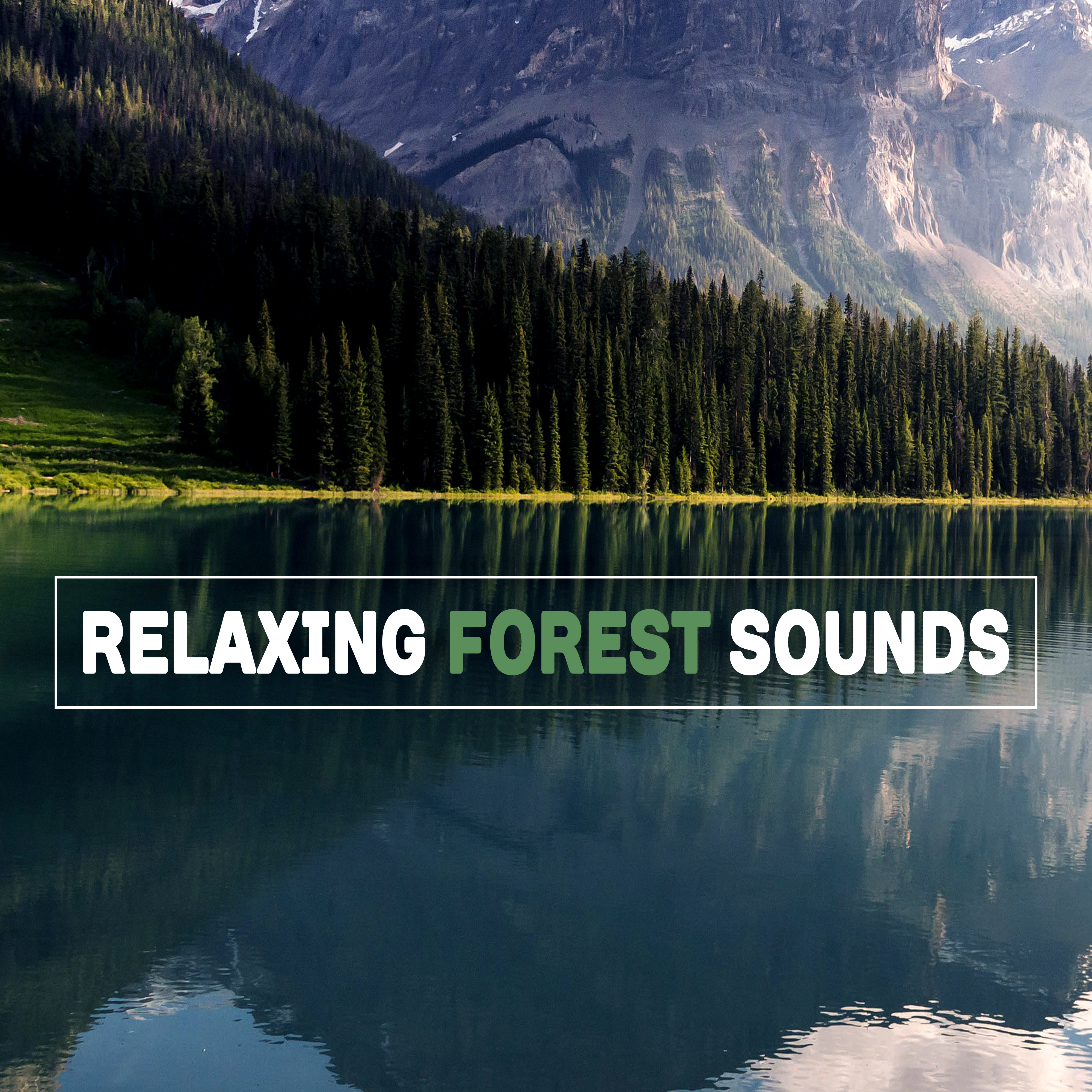 Relaxing Forest Sounds  Nature Music to Rest, Easy Listening, New Age Sounds for Spirit Calmness