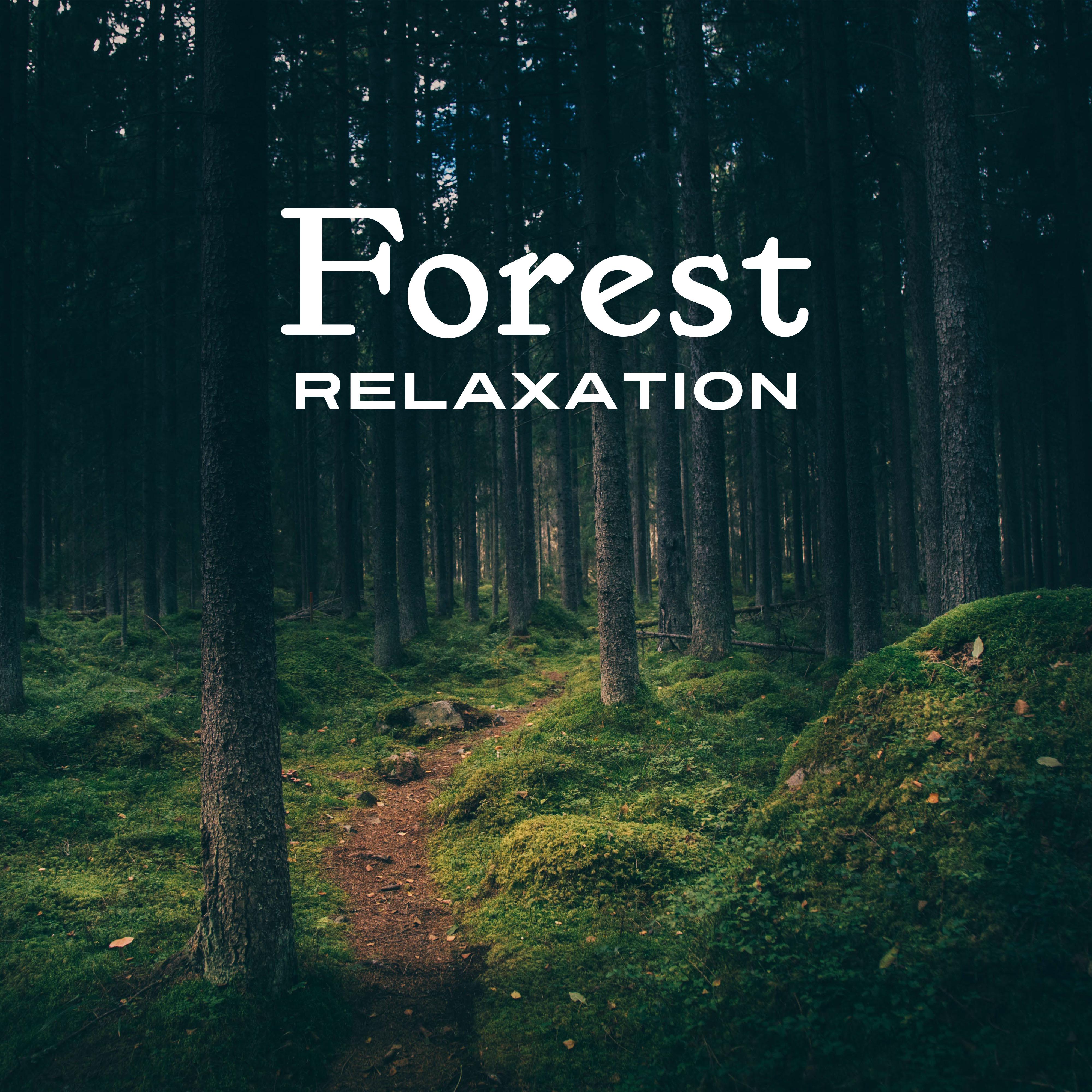 Forest Relaxation  Soft Waves, Nature Calmness, Rest with Nature, Birds Songs