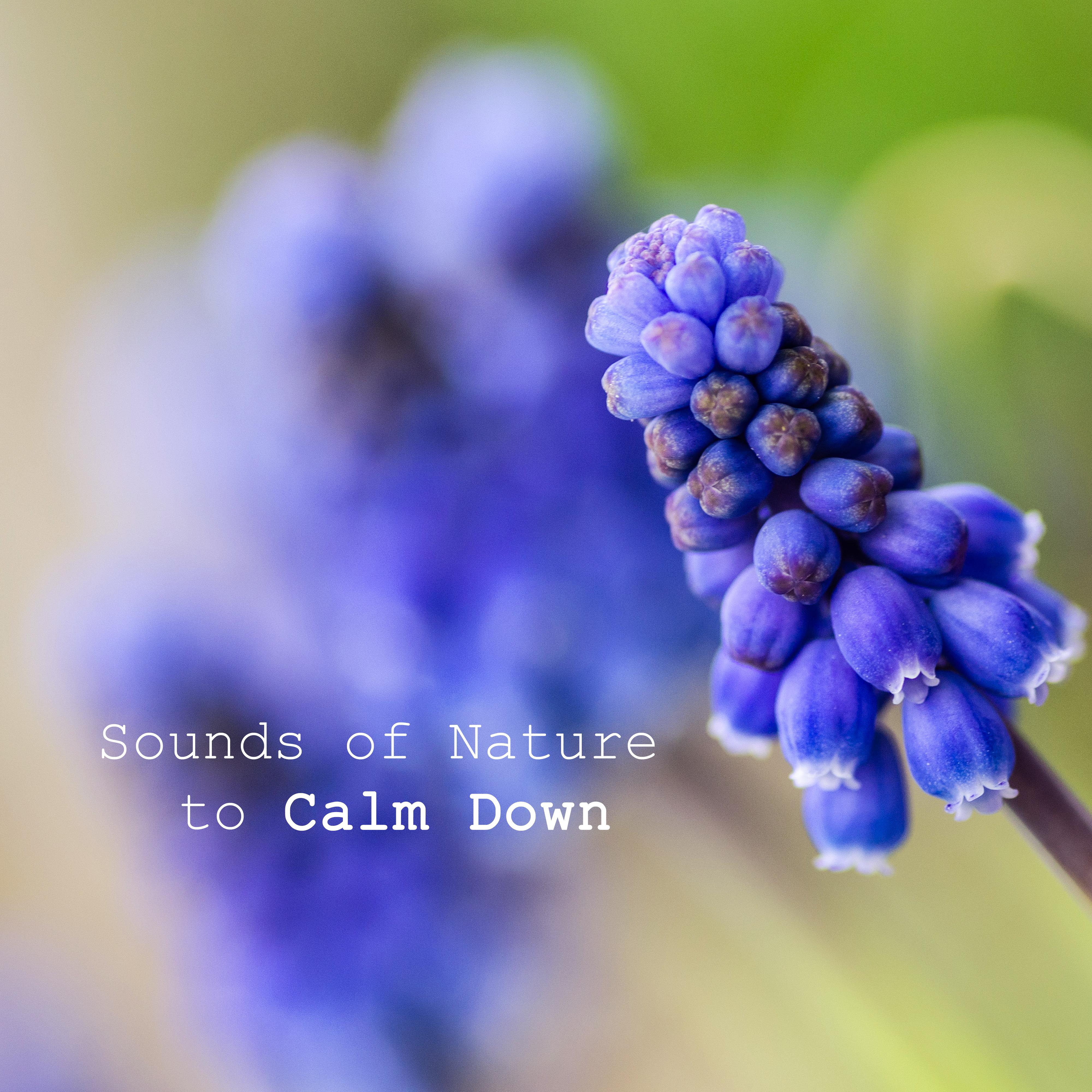 Sounds of Nature to Calm Down  Peaceful Music, Healing Songs, Anti Stress Music, Pure Relaxation, Soothing Piano, Sounds of Birds, Relaxing Waves