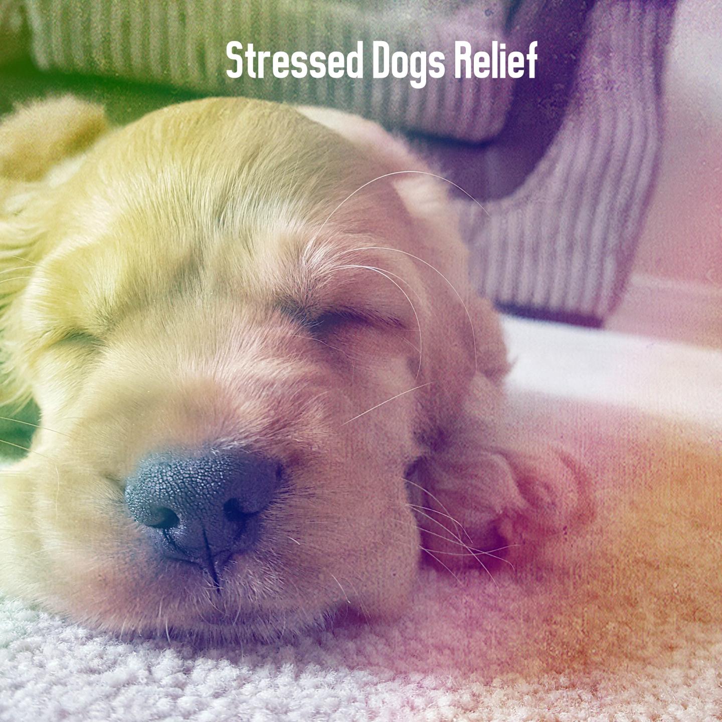 Stressed Dogs Relief
