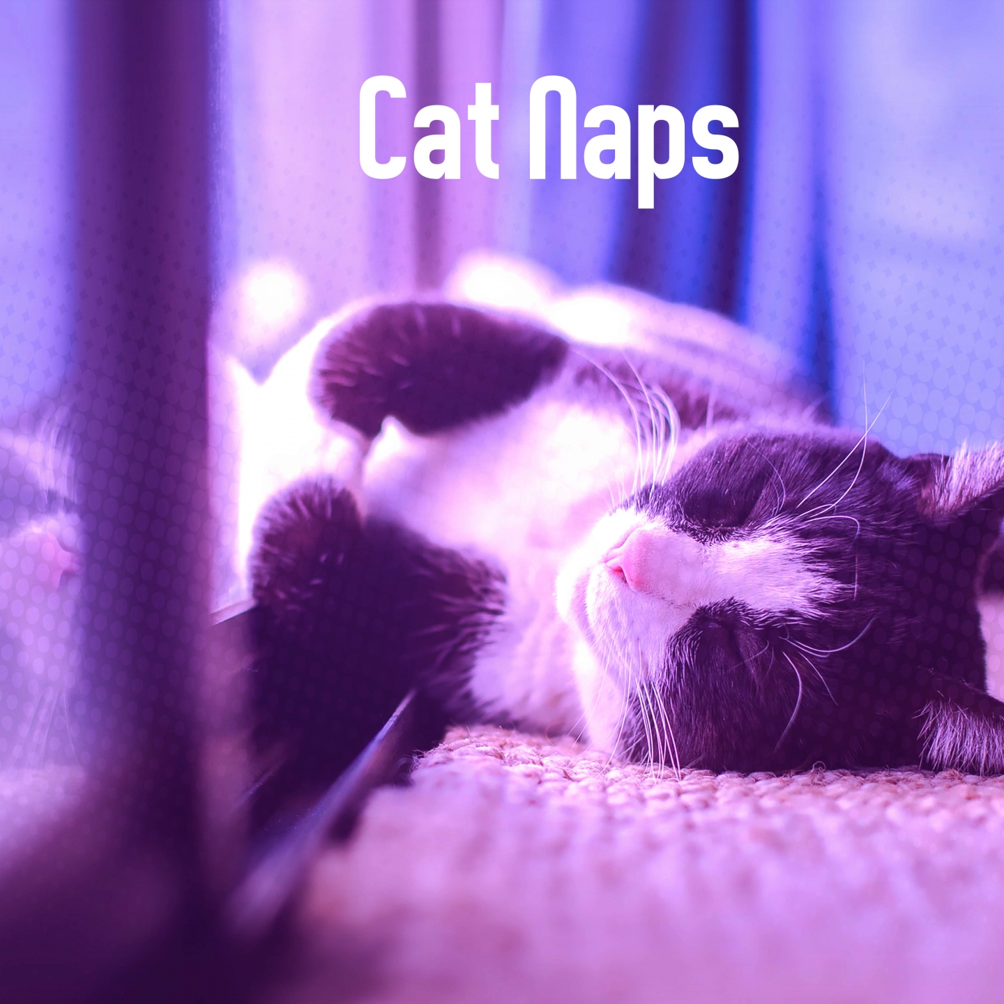 Cat Naps