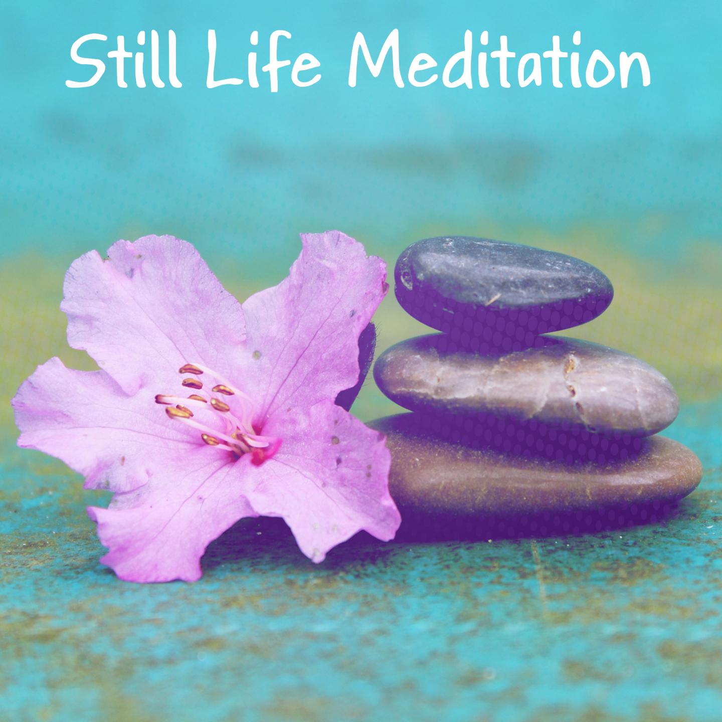 Still Life Meditation