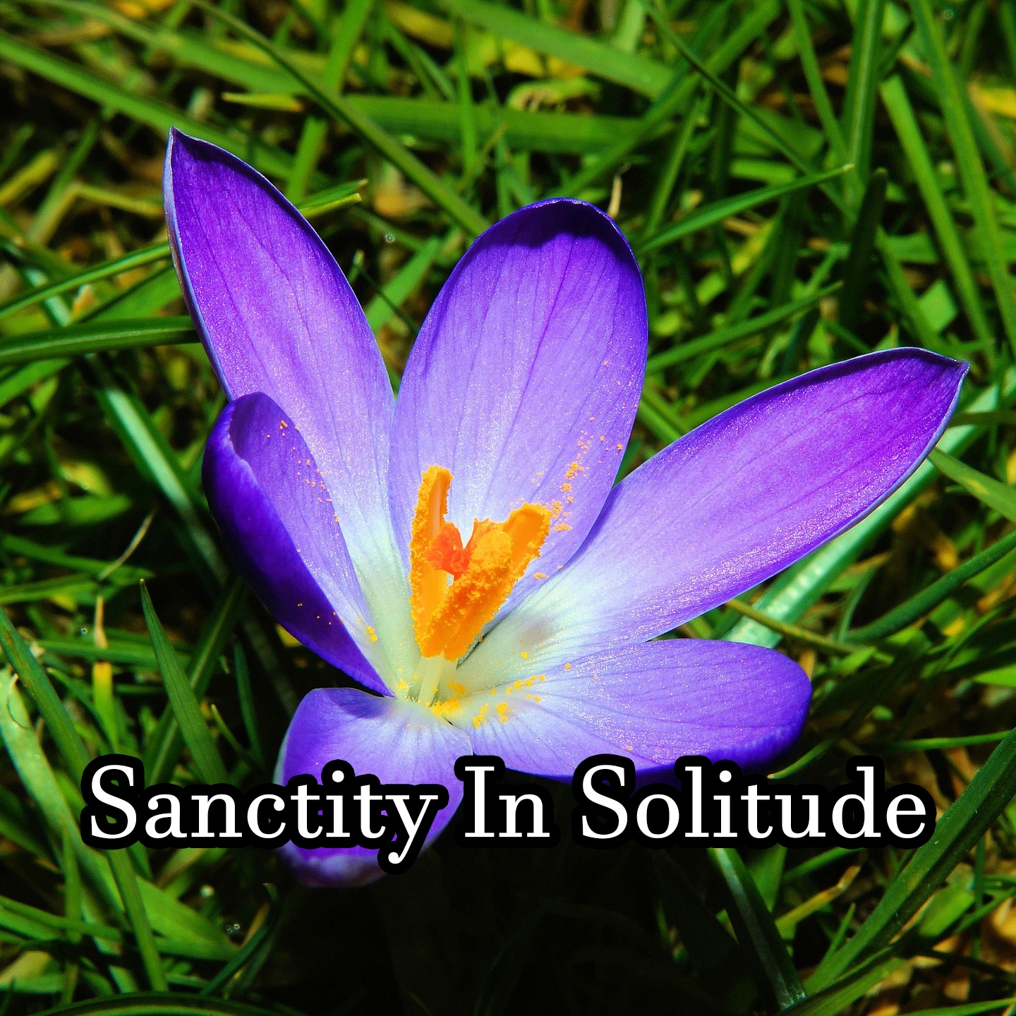 Sanctity In Solitude