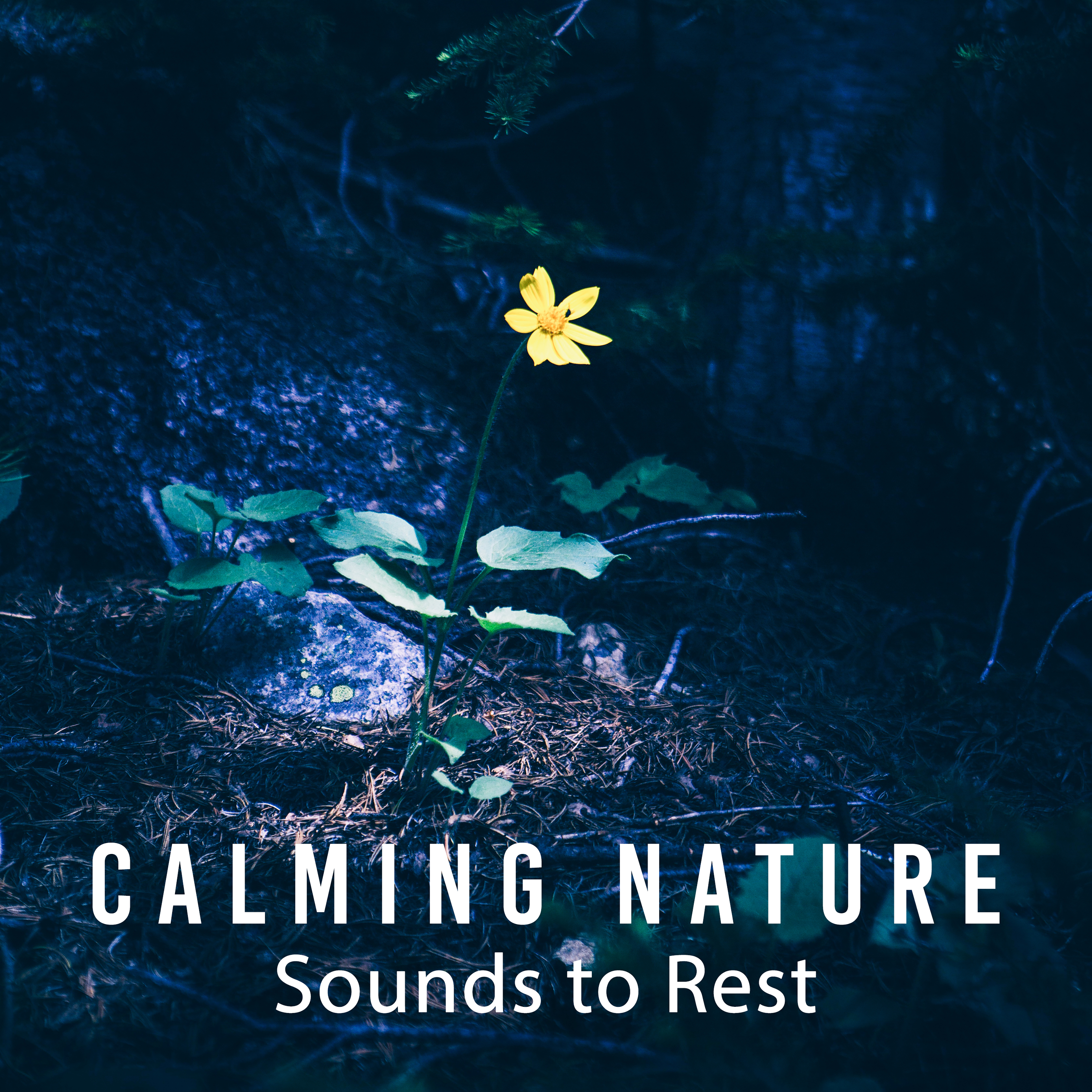 Calming Nature Sounds to Rest  Chilled Moments, Beautiful Nature Music, Sounds to Rest  Relax, New Age Healing Music