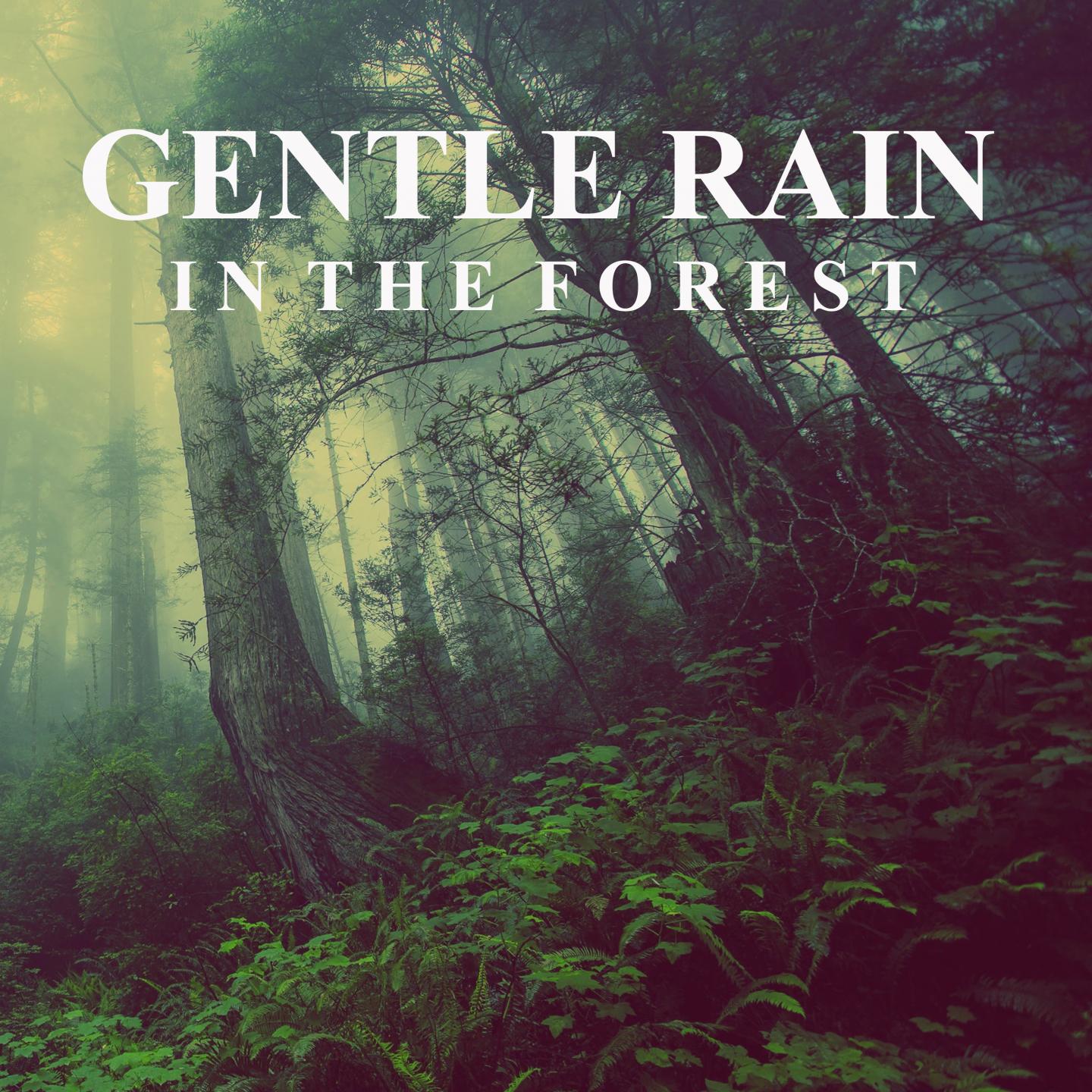 Gentle Rain in the Forest (Unlimited Hours)