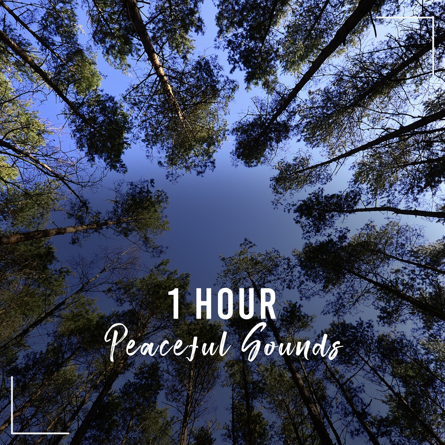 1 Hour Peaceful Soft Sounds to Clear your Mind
