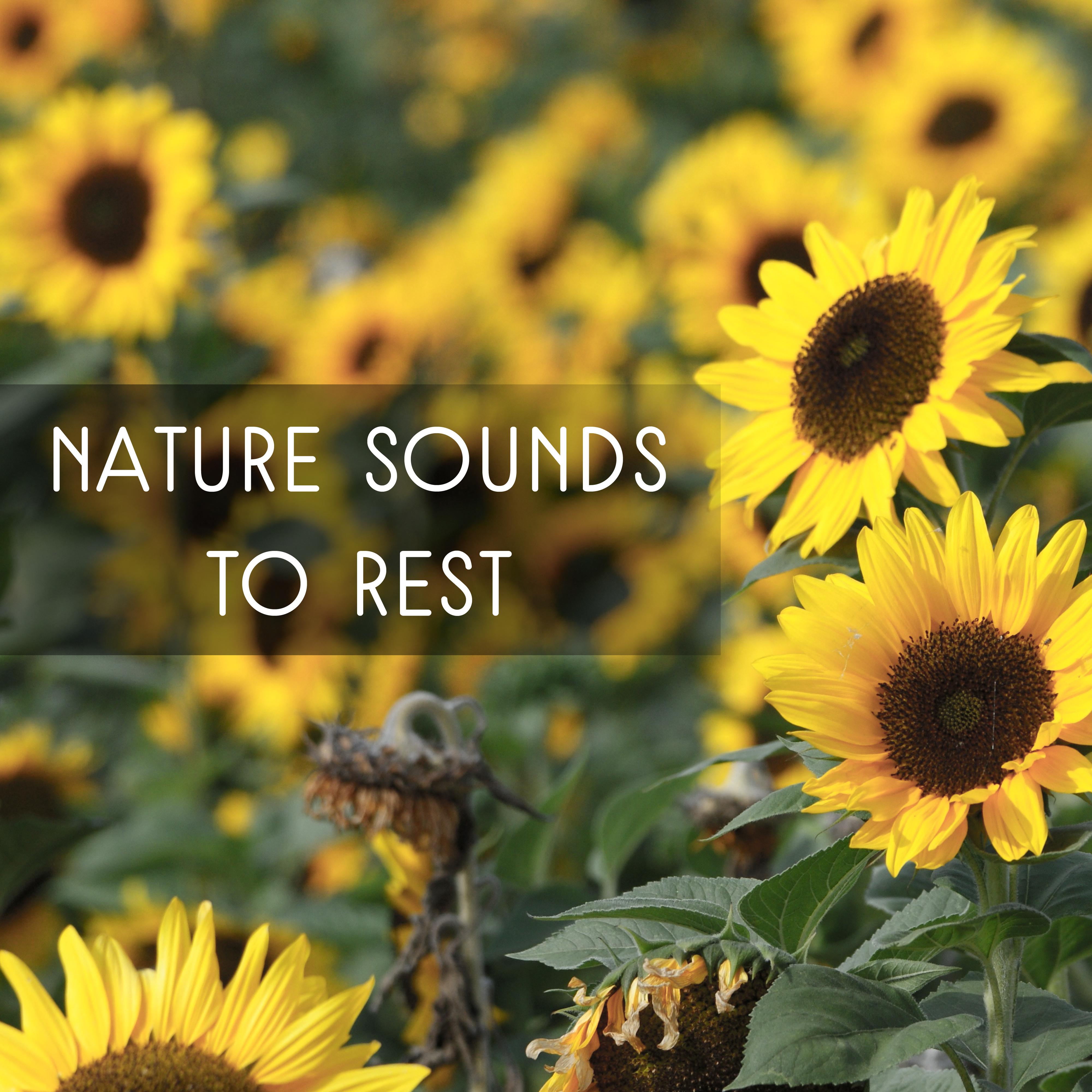 Nature Sounds to Rest  Easy Listening, New Age Relaxation, Music to Calm Mind, Peaceful Waves, Harmony Spirit