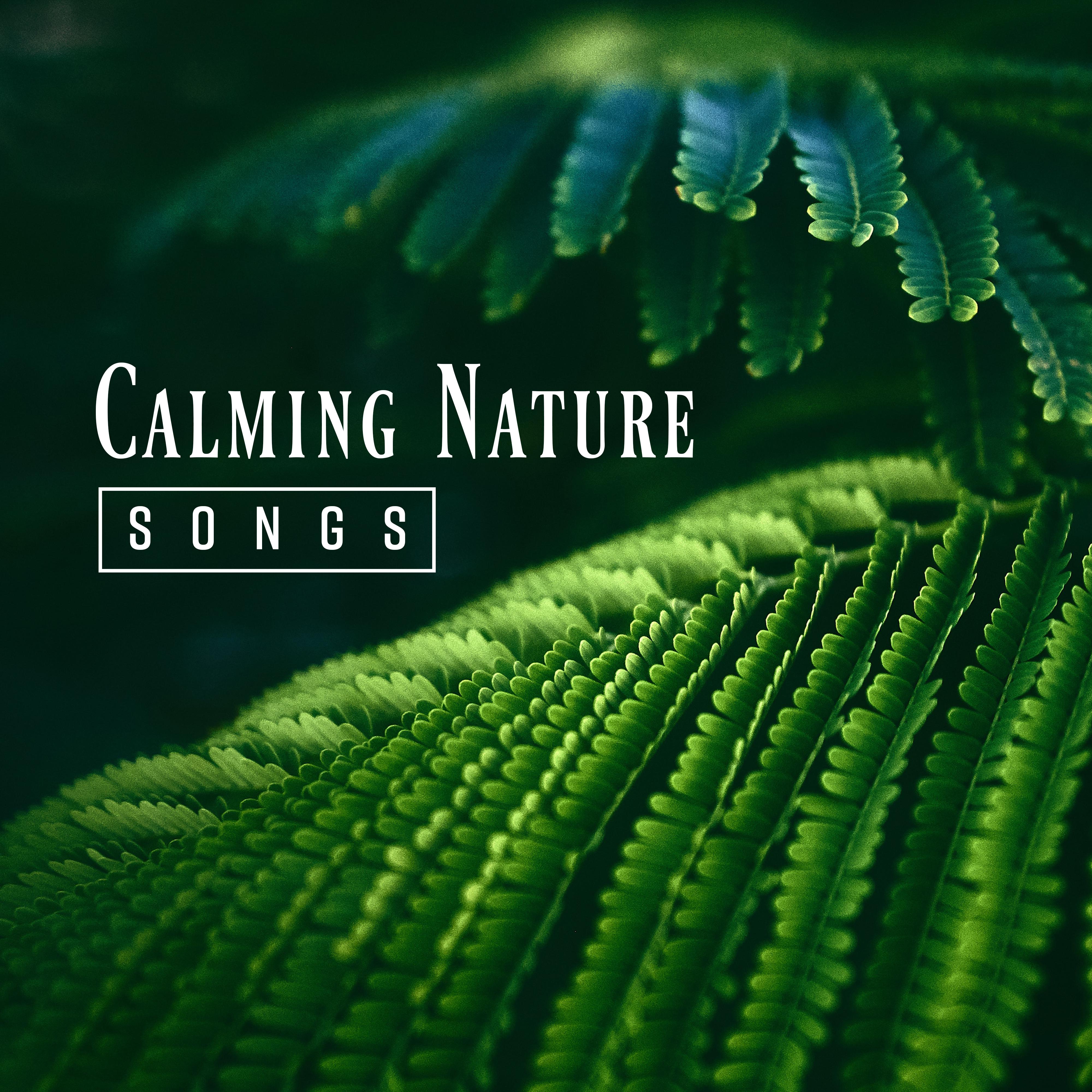 Calming Nature Songs